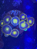 Blue Rasta Zoa