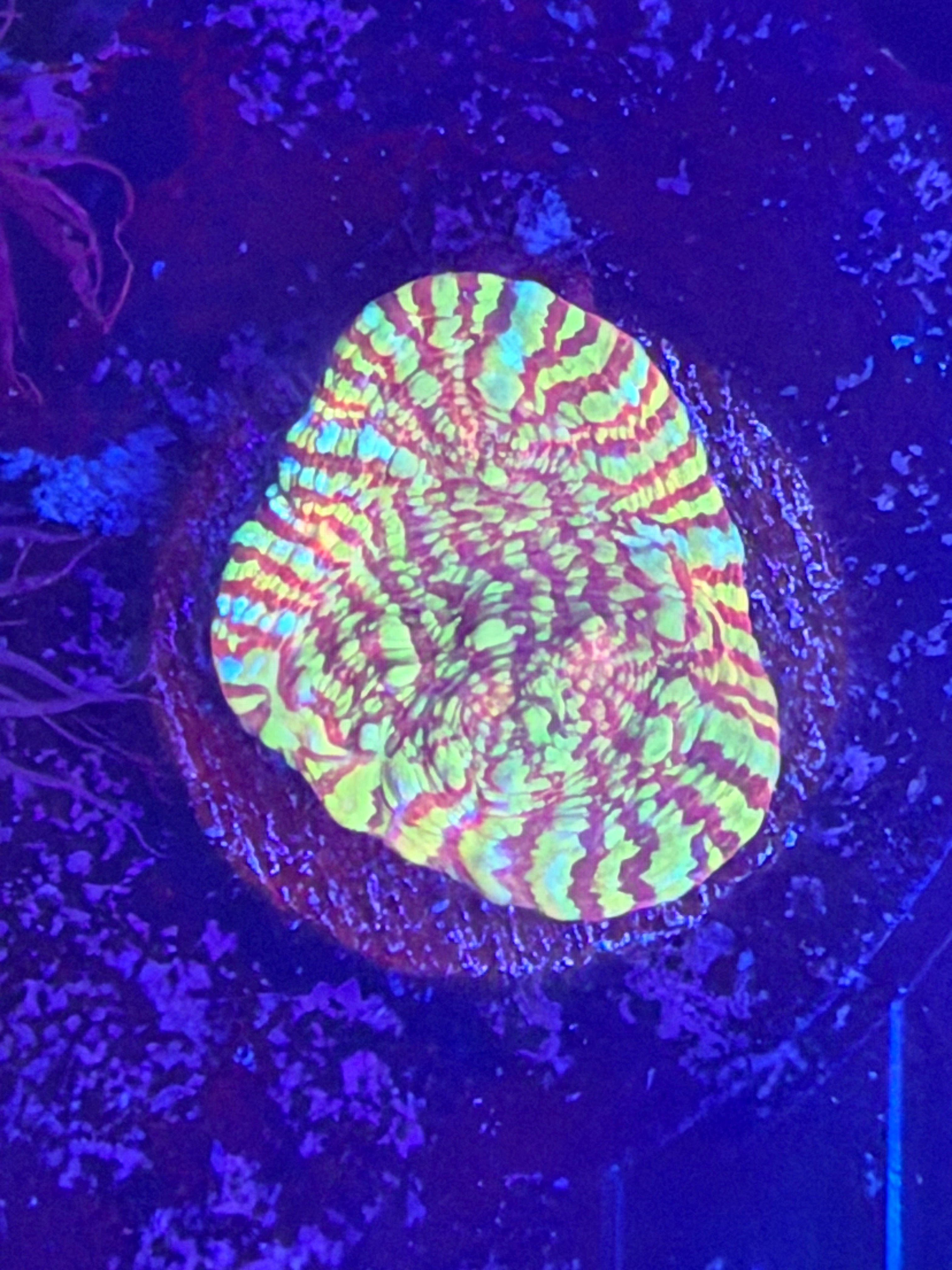 Unknown chalice