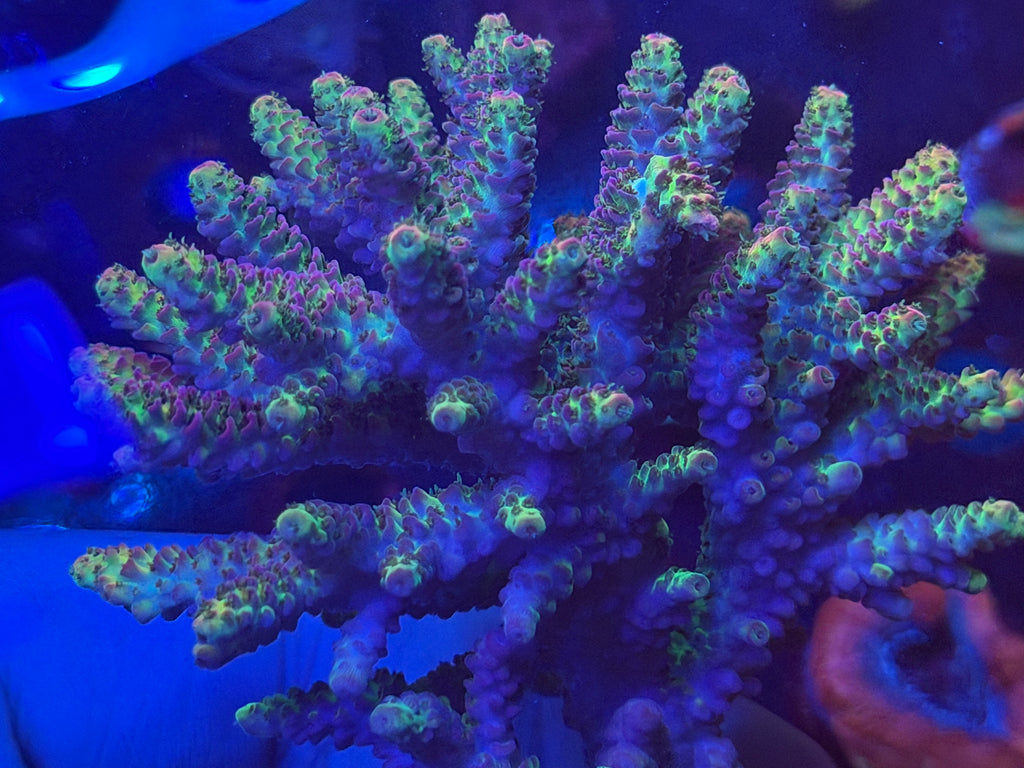 Acro