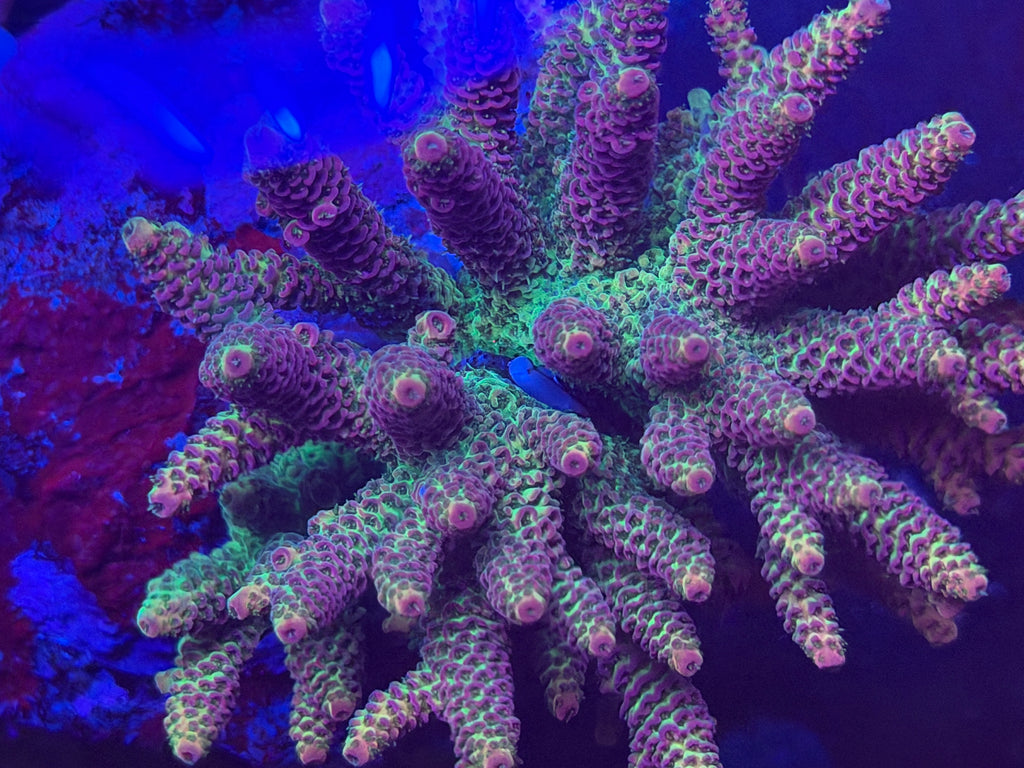 acro