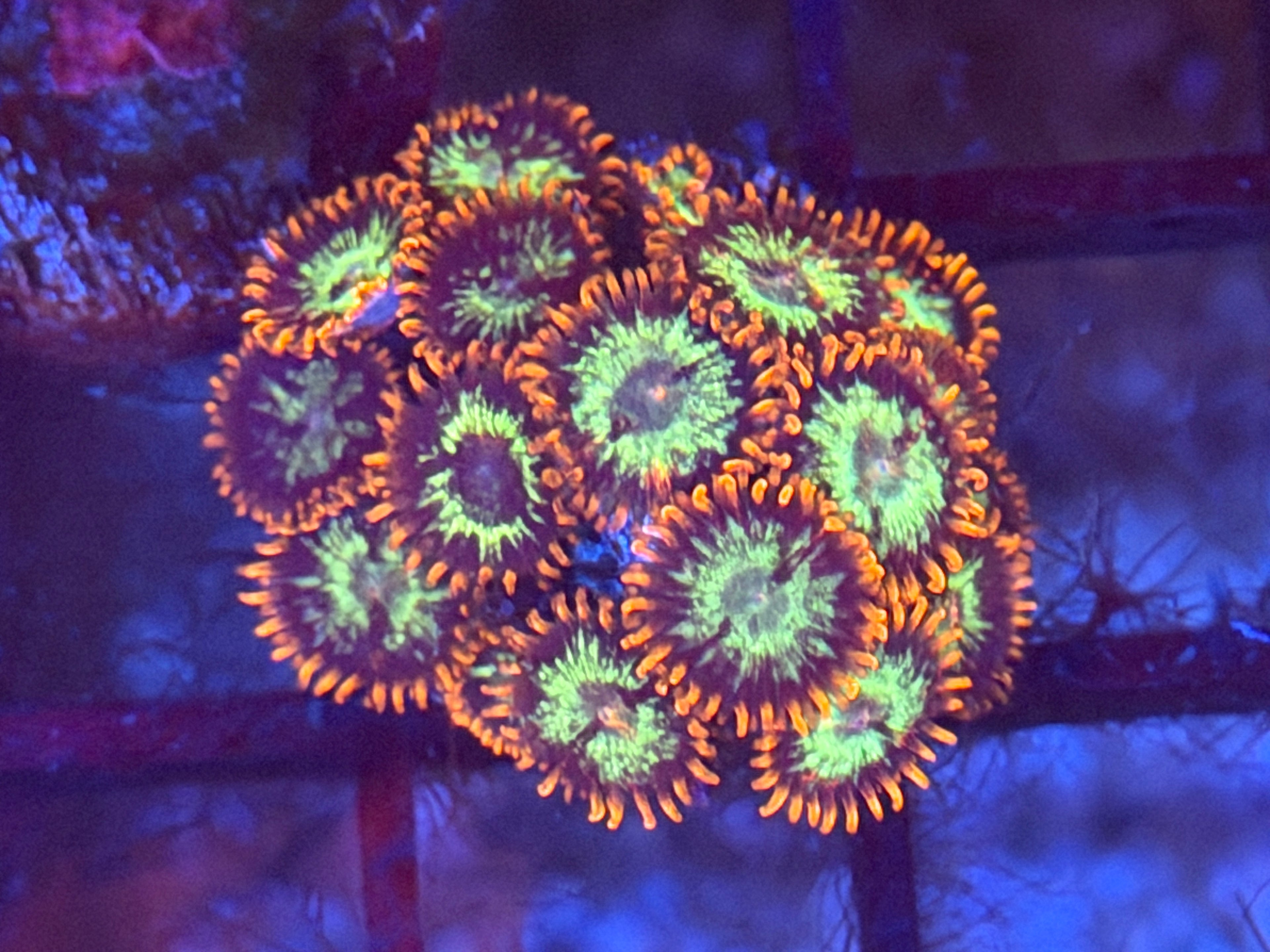 Gala Zoa
